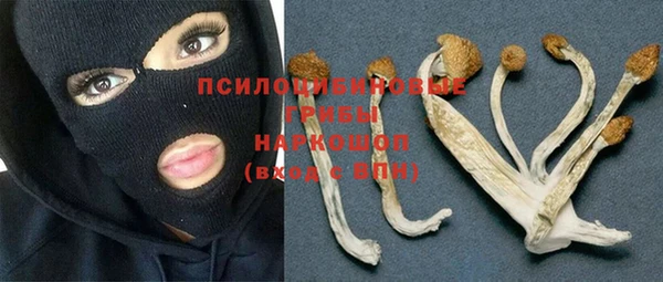 гашик Алексин